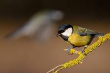 Parus major