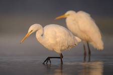 Egretta alba