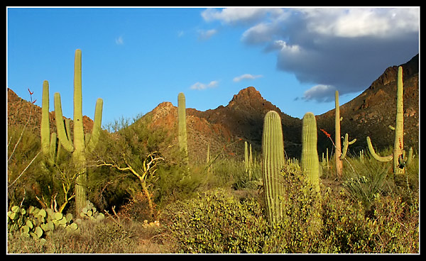 Kaktusy Saquaro - Arizona