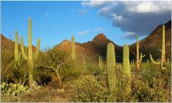 Kaktusy Saquaro - Arizona