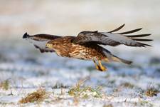 Buteo buteo