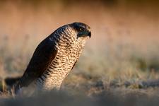 Accipiter gentilis