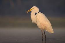 Egretta alba