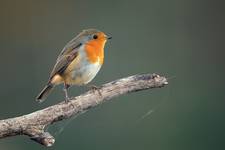 Erithacus rubecula