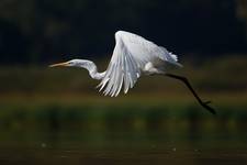 Egretta alba