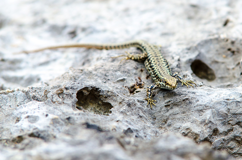Jaszczurka na chorwackiej plaży