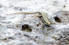 Jaszczurka na chorwackiej plaży