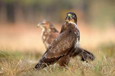 Buteo buteo