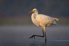 Egretta alba