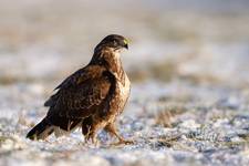 Buteo buteo