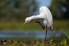 Egretta alba