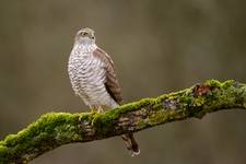 Accipiter nisus