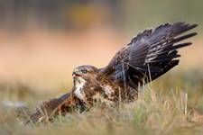 Buteo buteo