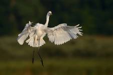 Egretta alba