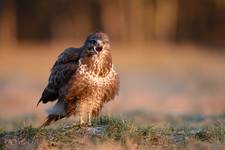 Buteo buteo