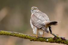 Accipiter nisus