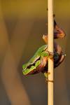 Hyla arborea