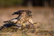 Accipiter gentilis