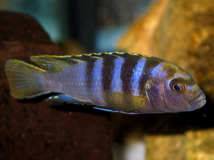 Labidochromis sp.  mbamba