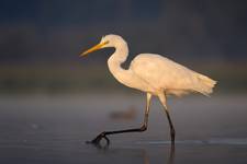 Egretta alba