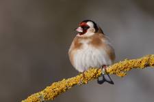 Carduelis carduelis