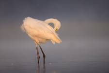 Egretta alba