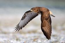 Buteo buteo