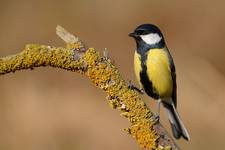 Parus major