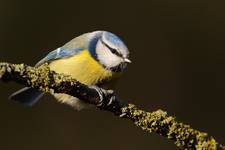 Cyanistes caeruleus