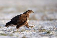 Buteo buteo