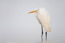 Egretta alba