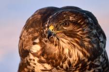 Buteo buteo