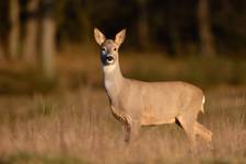 Capreolus capreolus