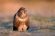 Buteo buteo