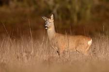 Capreolus capreolus