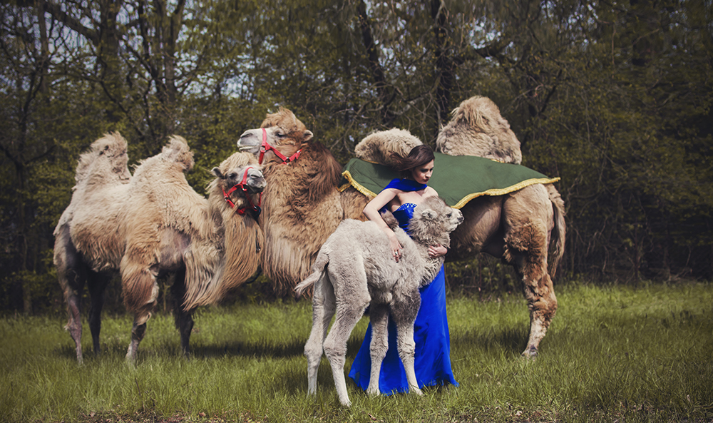 camels