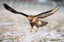 Buteo buteo