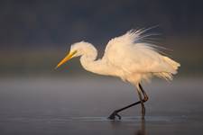 Egretta alba