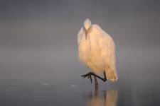 Egretta alba