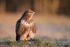 Buteo buteo