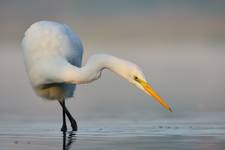 Egretta alba