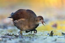 Gallinula chloropus