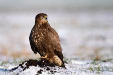 Buteo buteo