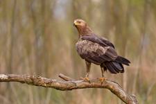 Aquila pomarina