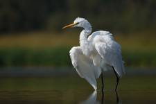 Egretta alba