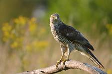 Accipiter gentilis