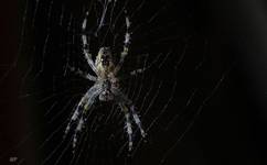 Krzyżak ogrodowy (Araneus diadematus)