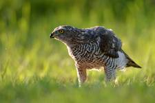 Accipiter gentilis