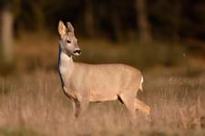 Capreolus capreolus