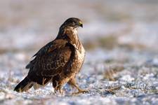 Buteo buteo